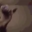 ferret