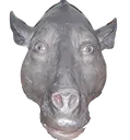 daeodonstare