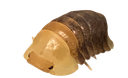 bubberbucky Discord emoji