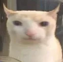 cate