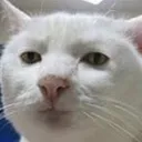 catbruh