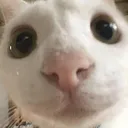 helocat