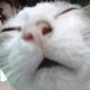 oldcate