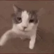 catKISS