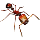 fireant