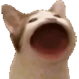 popcat