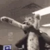 floppahullo
