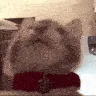 FrankPaw