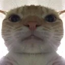 cat_stare