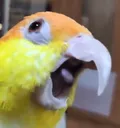 birb_pog Discord Emoji