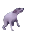 dogdance