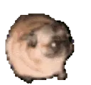 dogdance2 dogdance2