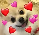DogLove