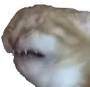 disgust