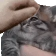 PETTHECHOMPY