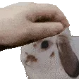 PETTHEDEDO PETTHEDEDO