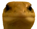 memes_stare_lizard Discord emoji