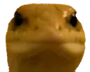 memes_stare_lizard
