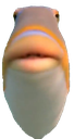 memes_stare_fish Discord emoji