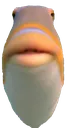 memes_stare_fish