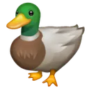 ducc