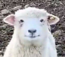 shephap Discord emoji