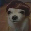 Doggo