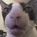 bingus