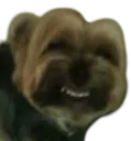 mystupiddog