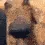 snoofer