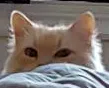 kittyhide