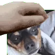 cozypat