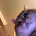 catstare3 catstare3