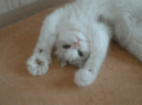 happy_cat_cute Discord emoji
