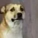 dogstare