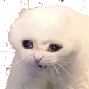 cat_cry