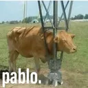 pablo