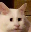 CringeCat