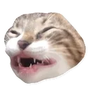 lilcat Discord Emoji