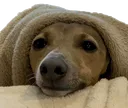burritodoge