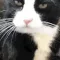 catzoom