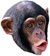 monke_pog