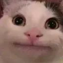 catNiceYaar