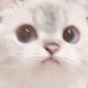 Catstare