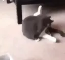 cooter