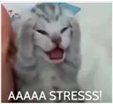 stress