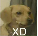 doge_xd