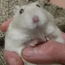 ZeldaStare