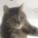 cat_groovin