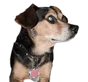 rascal